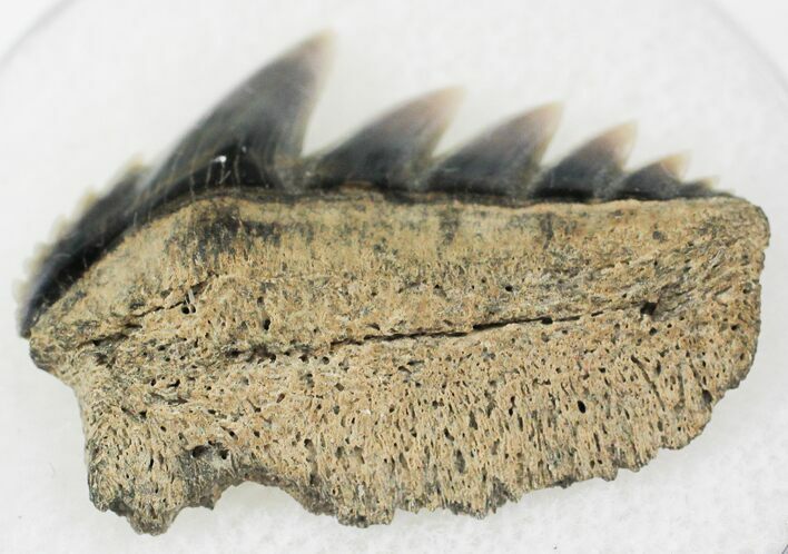 Fossil Cow Shark (Notorynchus) Tooth - Maryland #24263
